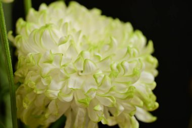 Güzel kasımpatı, kapat.