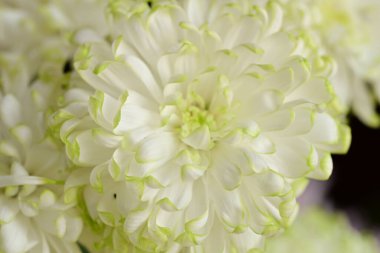 Güzel bir çiçeğe yaklaş