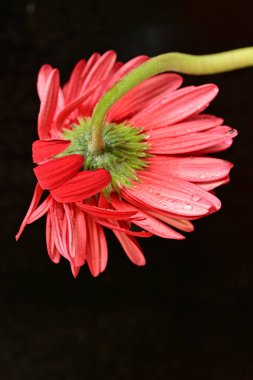 close up of beautiful gerbera  flower on black background