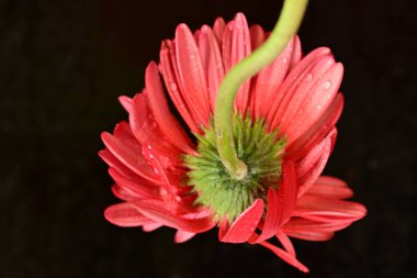 close up of beautiful gerbera  flower on black background