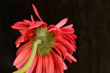 close up of beautiful gerbera  flower on black background