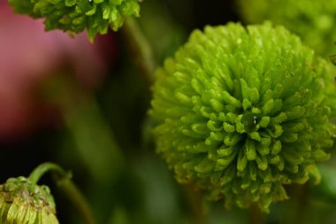 Bahçede büyüyen güzel çiçekler