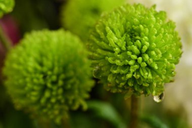 Güzel çiçekler, çiçek konsepti