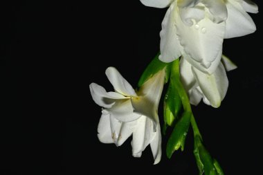 Güzel çiçekler, çiçek konsepti