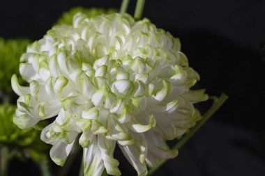  Siyah arka planda beyaz çiçek