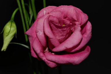 Siyah arka planda pembe bir çiçeğin yakın plan fotoğrafı.