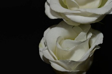 Siyah arkaplanda izole beyaz çiçekler