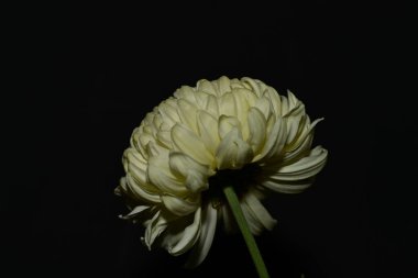 Kasımpatı, güzel botanik çekimi, doğal duvar kağıdı.