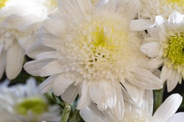 Kasımpatılar, güzel botanik çekimler, doğal duvar kağıtları.