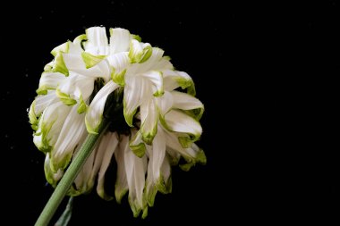 Siyah arka planda güzel beyaz kasımpatı çiçeği buketi.