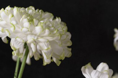 Siyah arkaplanda beyaz çiçek 