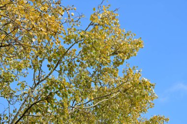 Güneşli bir günde yapraklı sonbahar ağaçları