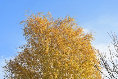 Güneşli bir günde yapraklı sonbahar ağaçları