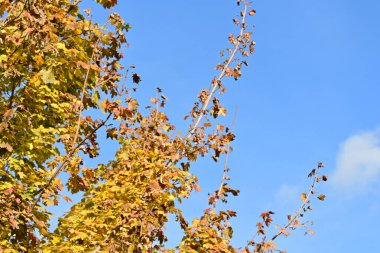 Güneşli bir günde yapraklı sonbahar ağaçları