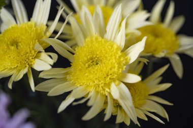 Parlak kasımpatı çiçekleri, yaklaşın