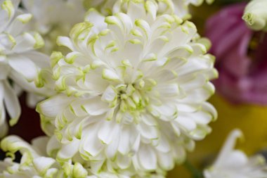 Parlak kasımpatı çiçekleri, yaklaşın