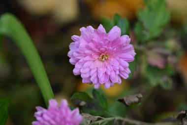 Bahçede büyüyen kasımpatı çiçekleri 