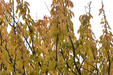 Güneşli bir günde yapraklı sonbahar ağaçları