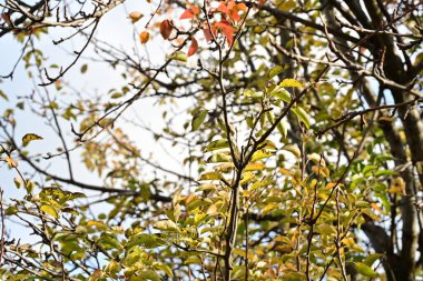 Güneşli bir günde yapraklı sonbahar ağaçları