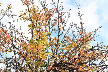 Güneşli bir günde yapraklı sonbahar ağaçları