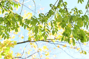 Güneşli bir günde yapraklı sonbahar ağaçları