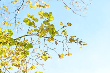 Güneşli bir günde yapraklı sonbahar ağaçları