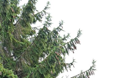 Yeşil çam ağacı dalları, yakın görüş