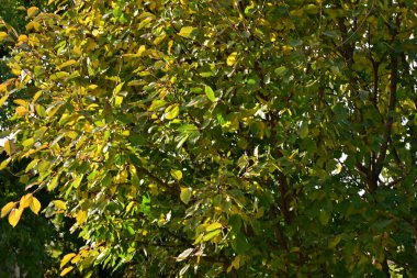 Güneşli bir günde yapraklı sonbahar ağaçları