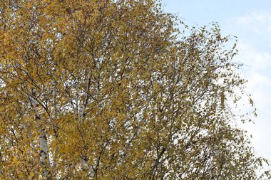 Güneşli bir günde yapraklı sonbahar ağaçları