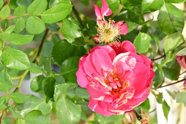 Bahçede açan güzel parlak güller.