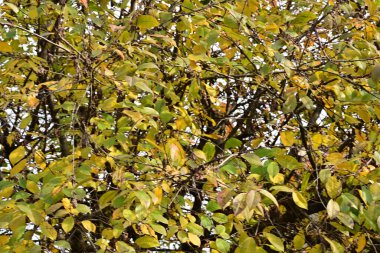 Güneşli bir günde yapraklı sonbahar ağaçları