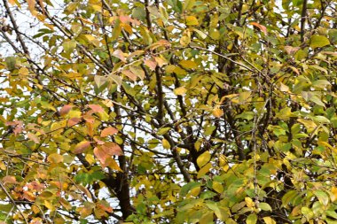 Güneşli bir günde yapraklı sonbahar ağaçları
