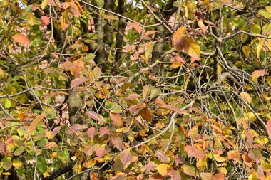 Güneşli bir günde yapraklı sonbahar ağaçları