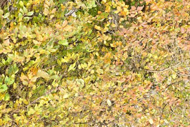 Güneşli bir günde yapraklı sonbahar ağaçları