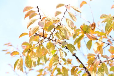 Güneşli bir günde yapraklı sonbahar ağaçları