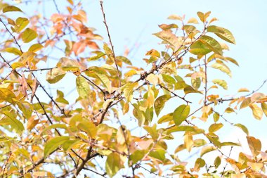 Güzel sonbahar yaprakları, doğa