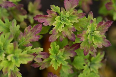 Bahçede büyüyen güzel çiçekler