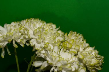 Yeşil arkaplanda beyaz çiçekler