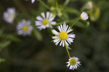 Bahçedeki güzel çiçekler