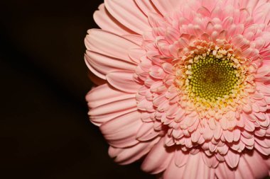 Güzel Gerbera çiçekleri süzülür