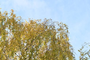 Sonbahar ağaçları ve sarı yapraklar güneşli bir günde