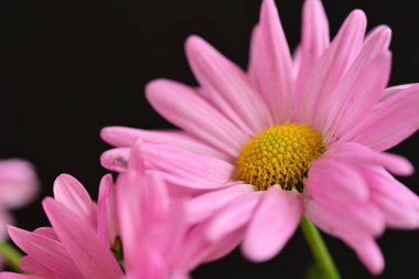 Bahçedeki güzel çiçekler