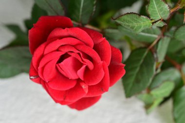 Bahçedeki güzel kırmızı gül