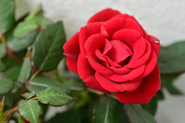 Güzel kırmızı gül çiçeği, yakından.