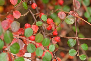 Ağaç dallarında kırmızı meyveler