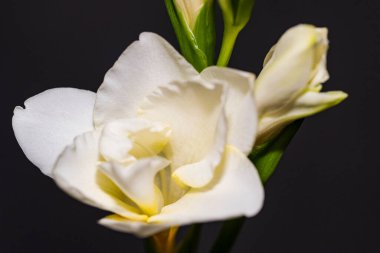 Siyah arkaplanda beyaz zambak çiçekleri