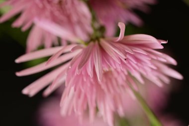 güzel pembe çiçek, yakın