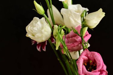 Siyah arka planda güzel bir buket çiçek. 