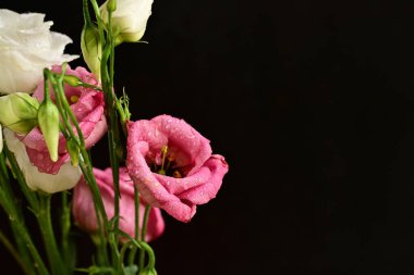 Koyu arkaplanda güzel çiçekler