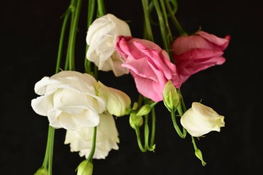 Koyu arkaplanda güzel çiçekler